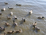 The Ducks