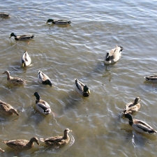 The Ducks